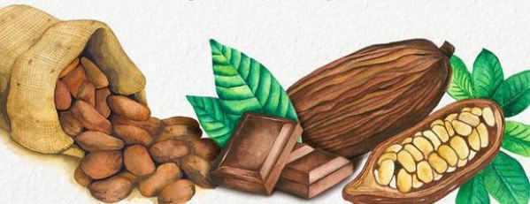 gallery/cocoa bean crop