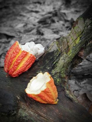 gallery/red and yellow cacao pod small